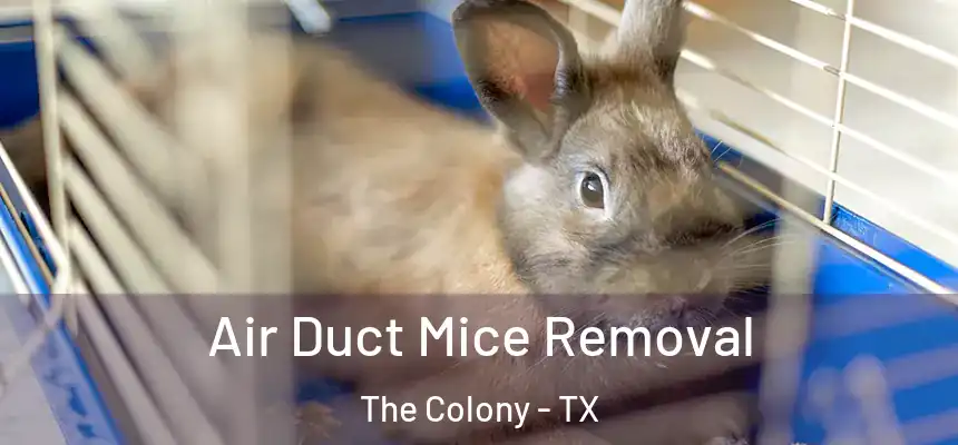 Air Duct Mice Removal The Colony - TX